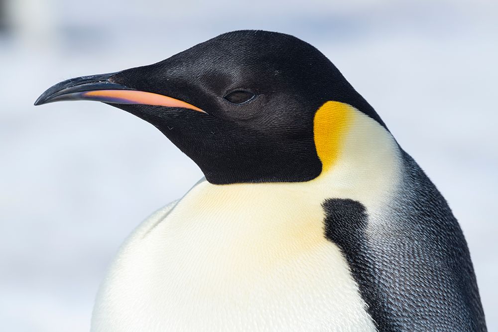 Wall Art Painting id:603724, Name: Antarctica-Weddell Sea-Snow Hill colony. Emperor penguin head close-up., Artist: Hopkins, Cindy Miller