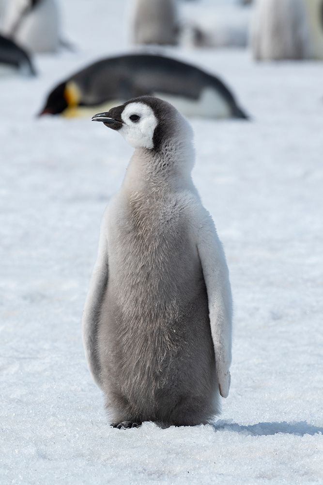 Wall Art Painting id:603725, Name: Antarctica-Weddell Sea-Snow Hill. Emperor penguin chick, Artist: Hopkins, Cindy Miller