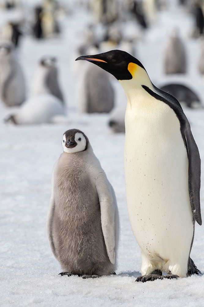 Wall Art Painting id:603727, Name: Antarctica-Weddell Sea-Snow Hill. Emperor penguins adult with chicks., Artist: Hopkins, Cindy Miller