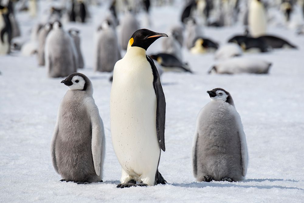 Wall Art Painting id:603728, Name: Antarctica-Weddell Sea-Snow Hill. Emperor penguins adult with chicks., Artist: Hopkins, Cindy Miller