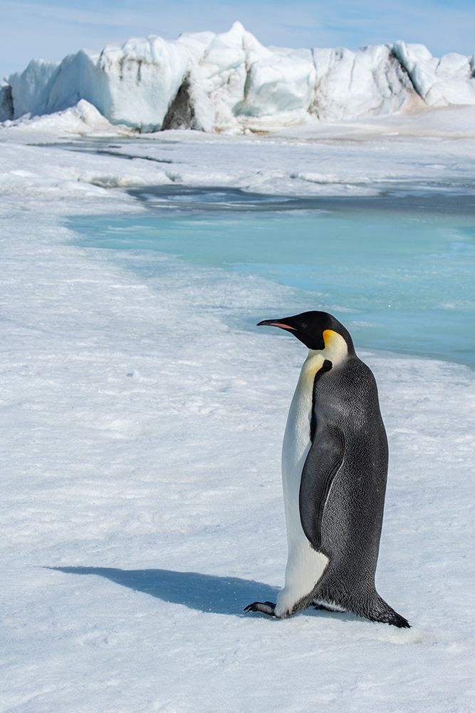 Wall Art Painting id:603729, Name: Antarctica-Weddell Sea-Snow Hill. Emperor penguin, Artist: Hopkins, Cindy Miller