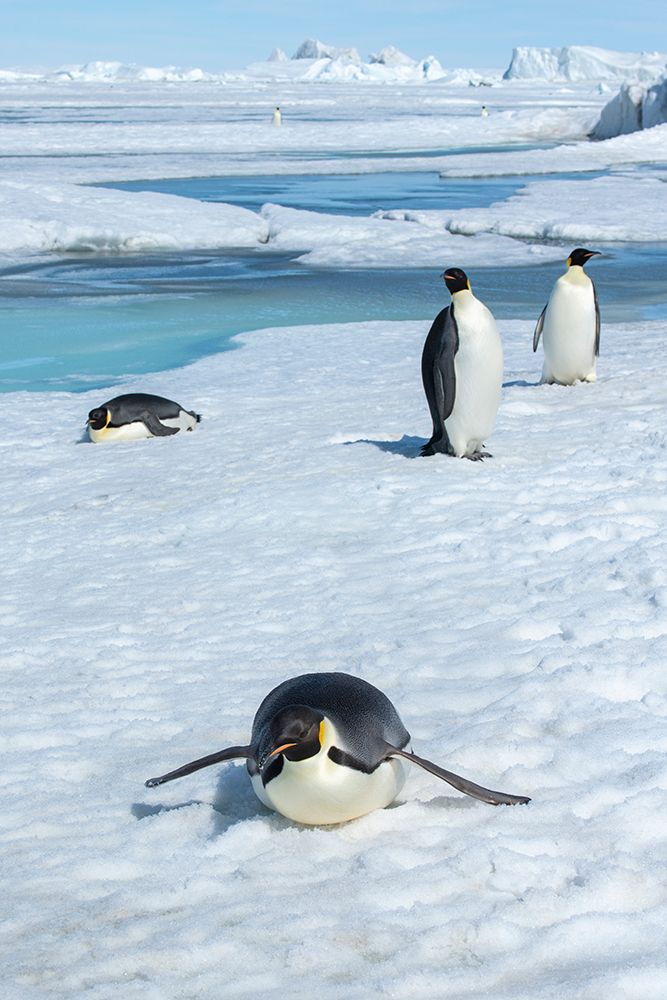 Wall Art Painting id:603730, Name: Antarctica-Weddell Sea-Snow Hill. Emperor penguins toboggining., Artist: Hopkins, Cindy Miller