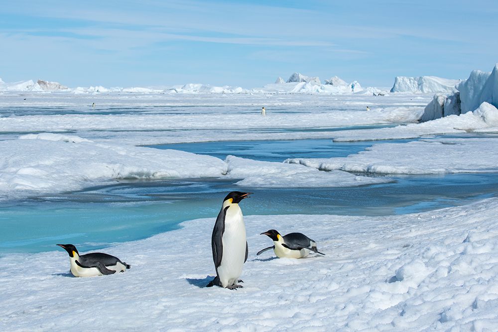 Wall Art Painting id:603731, Name: Antarctica-Weddell Sea-Snow Hill. Emperor penguins, Artist: Hopkins, Cindy Miller