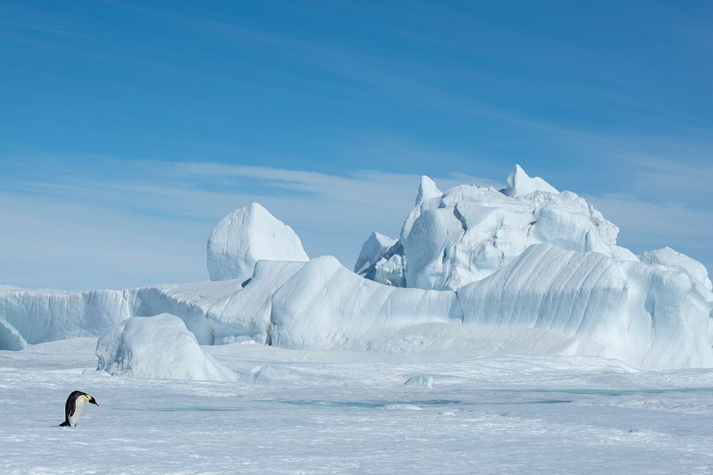 Wall Art Painting id:603732, Name: Antarctica-Weddell Sea-Snow Hill. Emperor penguin with iceberg in the distance., Artist: Hopkins, Cindy Miller