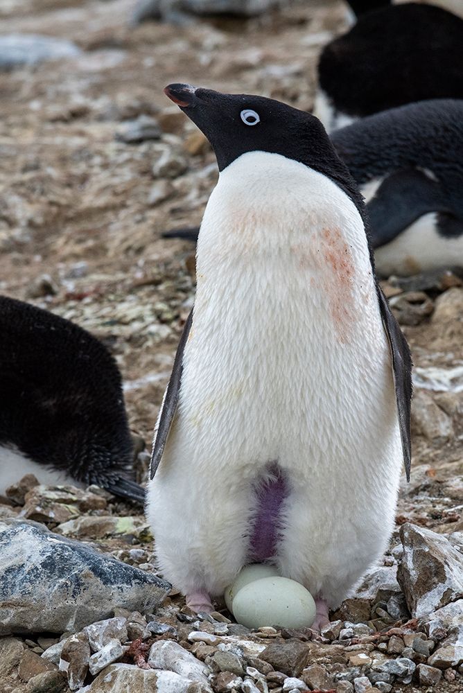 Wall Art Painting id:603733, Name: Antarctica-Vega Island-aka Devil Island. Nesting colony of Adelie penguin with 2 eggs., Artist: Hopkins, Cindy Miller