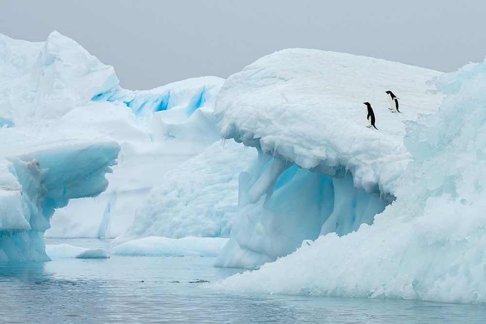 Wall Art Painting id:603734, Name: Antarctica-Vega Island-aka Devil Island. Adelie penguins on blue iceberg., Artist: Hopkins, Cindy Miller