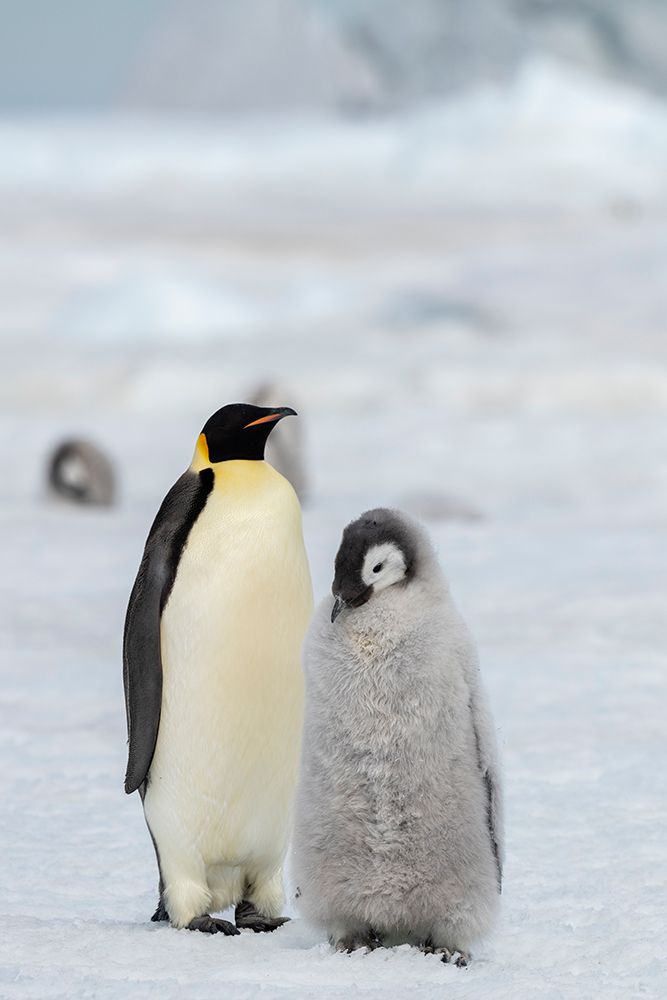 Wall Art Painting id:603735, Name: Antarctica-Weddell Sea-Snow Hill. Emperor penguins, Artist: Hopkins, Cindy Miller