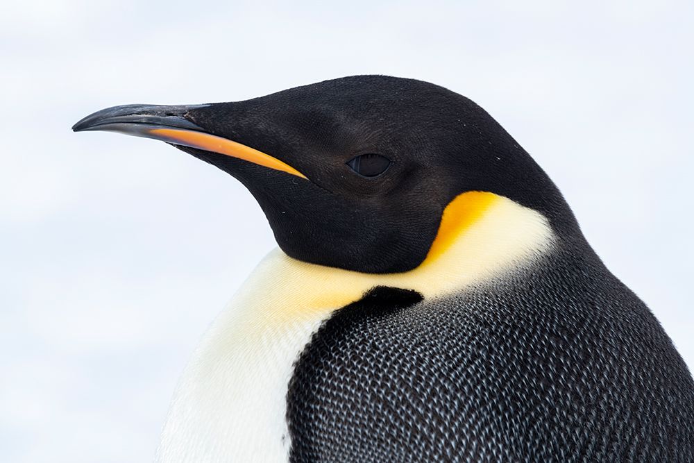 Wall Art Painting id:603736, Name: Antarctica-Weddell Sea-Snow Hill. Emperor penguins head detail., Artist: Hopkins, Cindy Miller