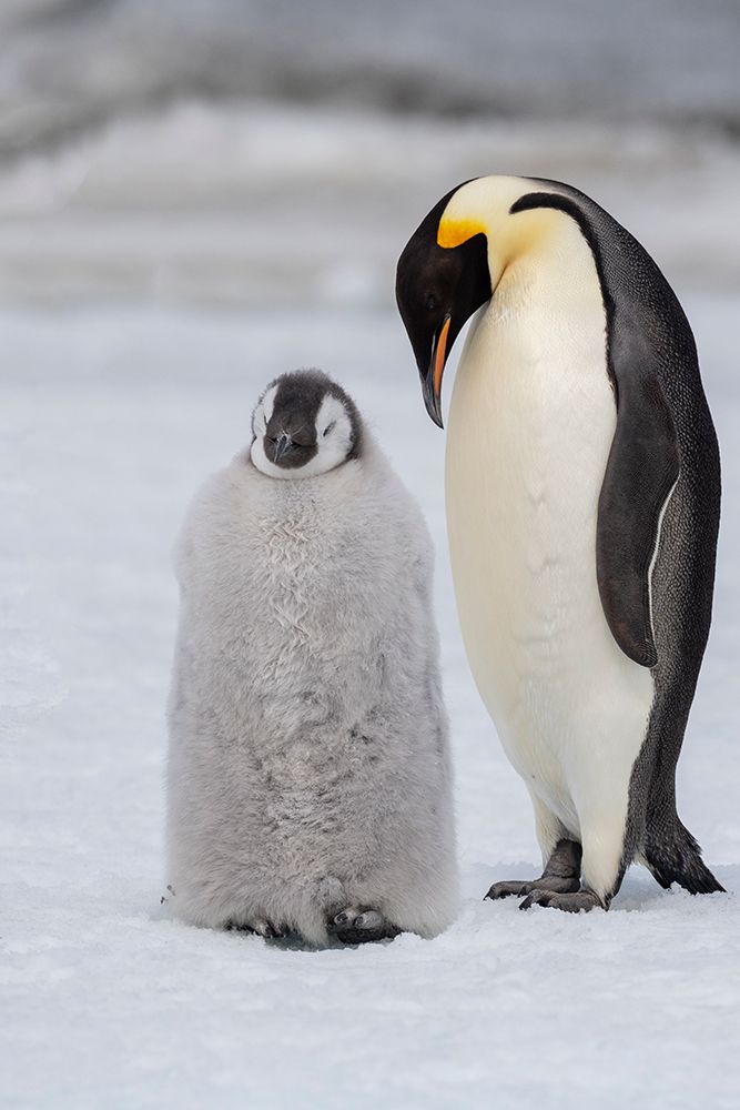 Wall Art Painting id:603737, Name: Antarctica-Weddell Sea-Snow Hill. Emperor penguins chick with adult., Artist: Hopkins, Cindy Miller