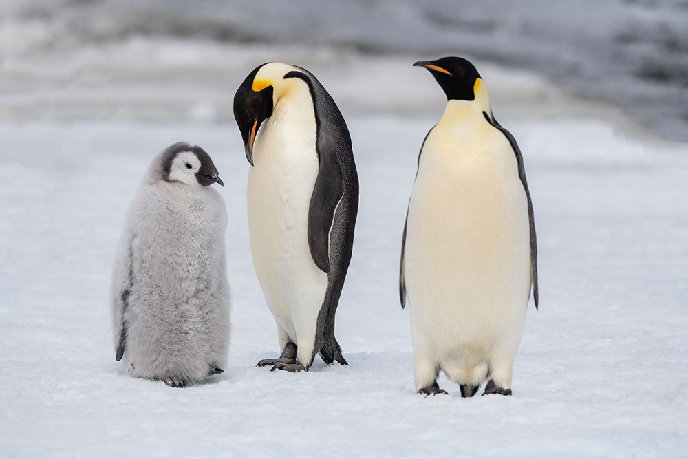 Wall Art Painting id:603738, Name: Antarctica-Weddell Sea-Snow Hill. Emperor penguins chick with adult., Artist: Hopkins, Cindy Miller