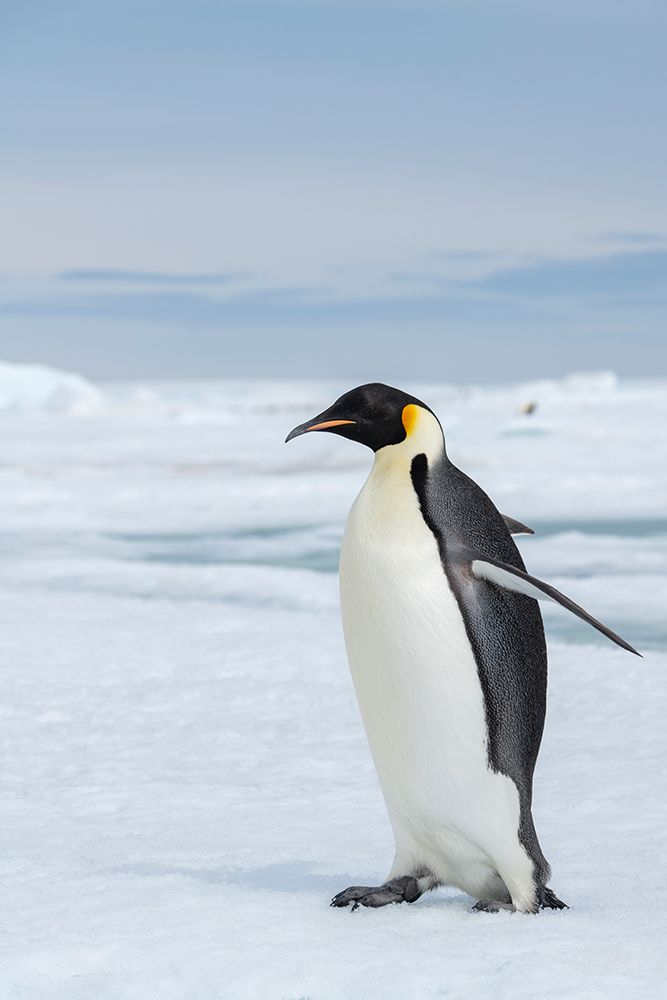 Wall Art Painting id:603739, Name: Antarctica-Weddell Sea-Snow Hill. Emperor penguins, Artist: Hopkins, Cindy Miller