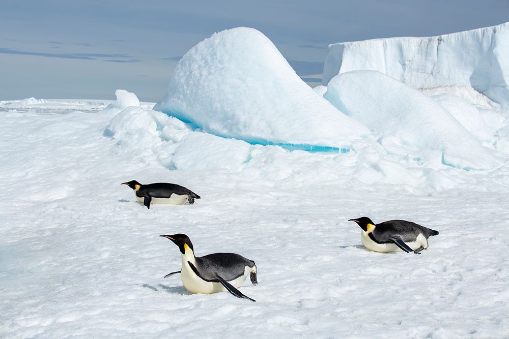 Wall Art Painting id:603740, Name: Antarctica-Weddell Sea-Snow Hill. Emperor penguins toboggining., Artist: Hopkins, Cindy Miller