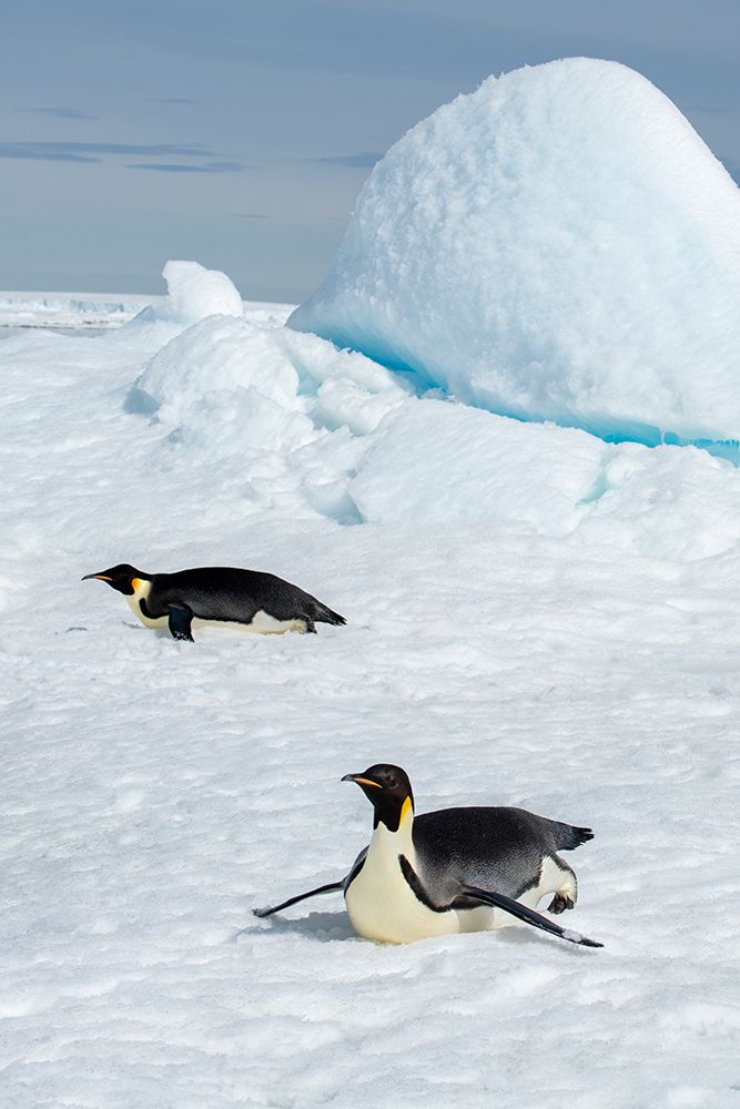 Wall Art Painting id:603741, Name: Antarctica-Weddell Sea-Snow Hill. Emperor penguins toboggining., Artist: Hopkins, Cindy Miller