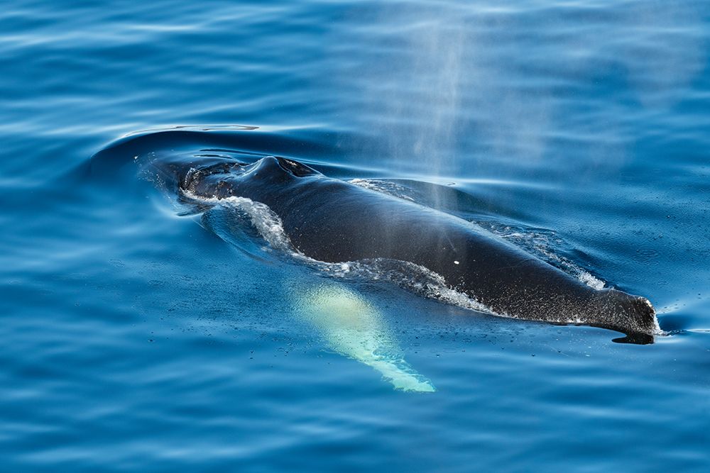 Wall Art Painting id:603745, Name: Antarctica-Weddell Sea-Gustav Channel. Humpback whale in clear ocean, Artist: Hopkins, Cindy Miller