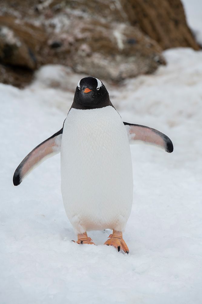 Similar wall art painting: 737511