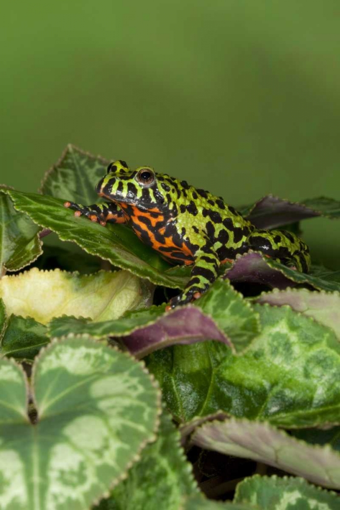 Wall Art Painting id:126775, Name: China Close-up of fire-bellied toad, Artist: Flaherty, Dennis