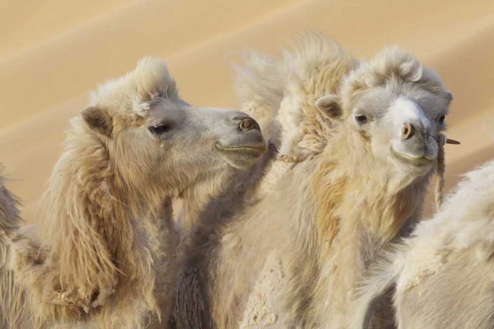 Wall Art Painting id:126767, Name: China, Badain Jaran Desert Camels in a convoy, Artist: Anon, Josh