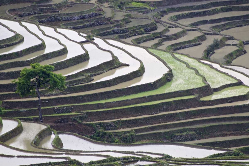 Wall Art Painting id:126765, Name: China, Yuanyang Lone tree on rice terraces, Artist: Anon, Josh