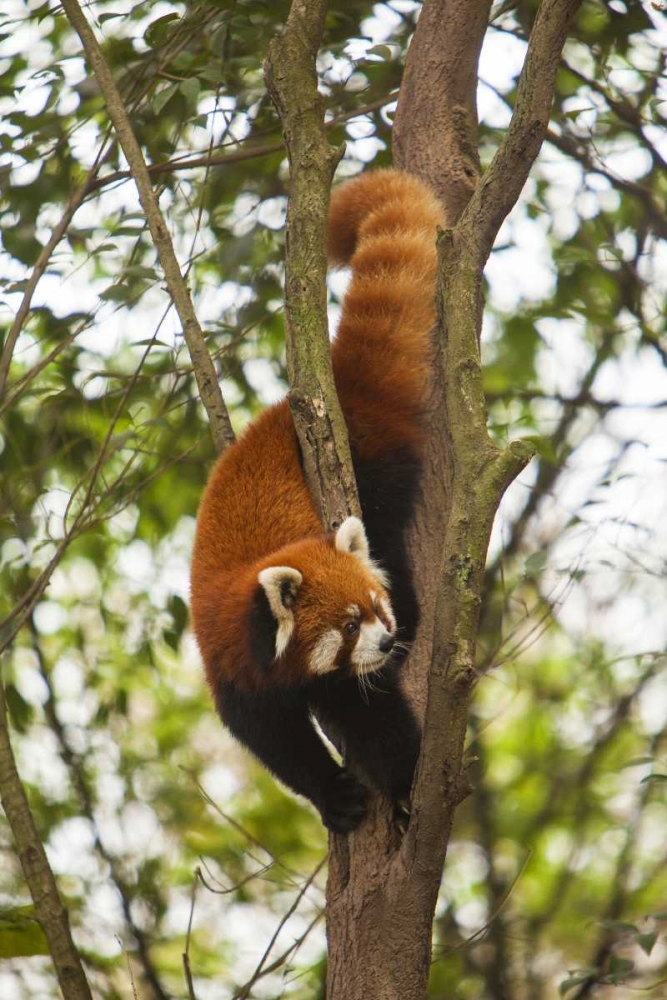 Wall Art Painting id:136703, Name: China, Chengdu, Wolong Reserve Lesser panda, Artist: Zuckerman, Jim