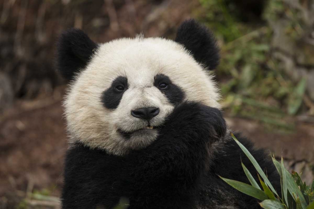 Wall Art Painting id:136689, Name: China, Chengdu Panda Base Young giant panda, Artist: Zuckerman, Jim