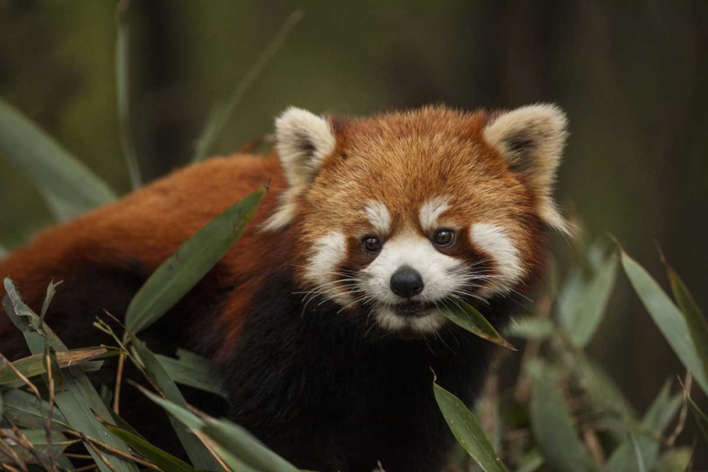 Wall Art Painting id:136659, Name: China, Chengdu Red or lesser panda eating, Artist: Zuckerman, Jim