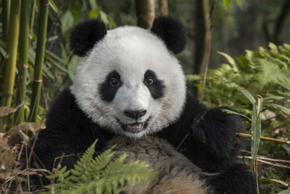 Wall Art Painting id:136718, Name: China, Chengdu Portrait of young giant panda, Artist: Zuckerman, Jim