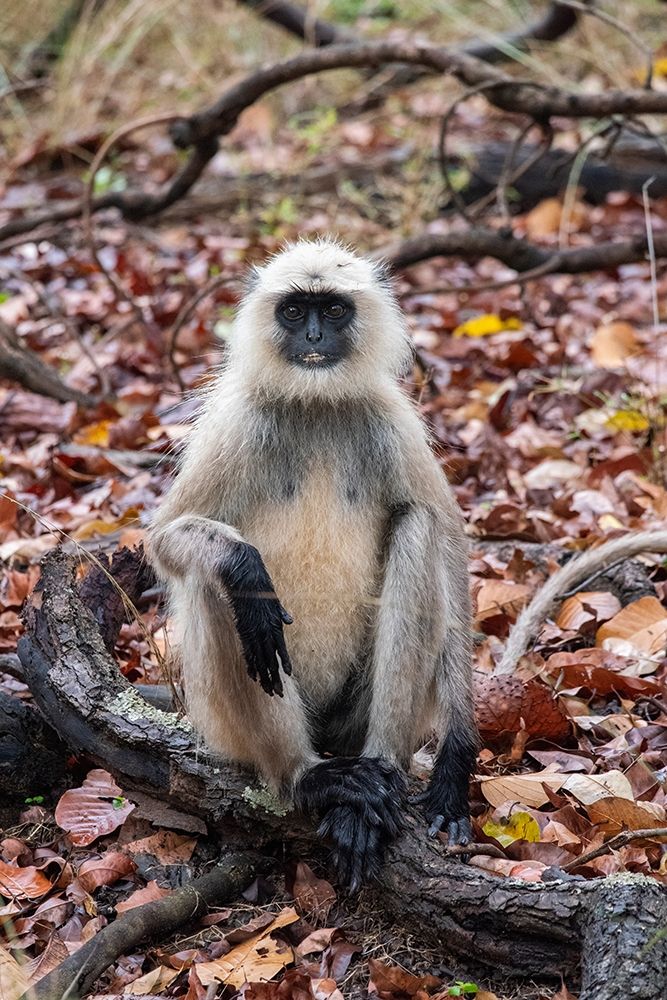 Wall Art Painting id:399144, Name: India-Madhya Pradesh-Bandhavgarh National Park Northern Plains Langur-aka Hunuman Langur, Artist: Hopkins, Cindy Miller