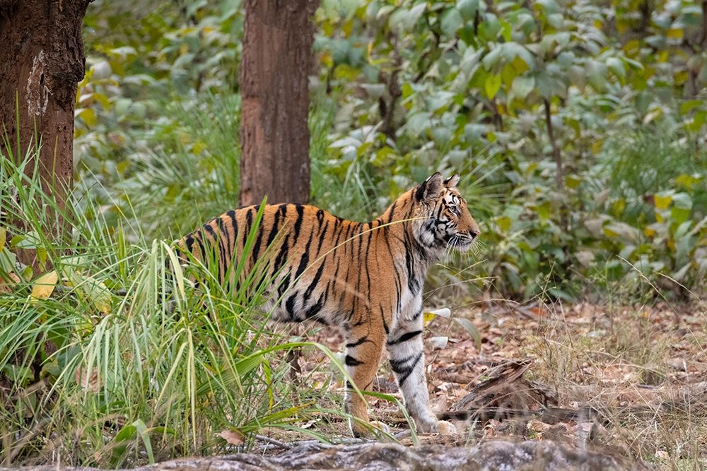 Wall Art Painting id:399145, Name: India-Madhya Pradesh-Bandhavgarh National Park Young female Bengal tiger stretching, Artist: Hopkins, Cindy Miller