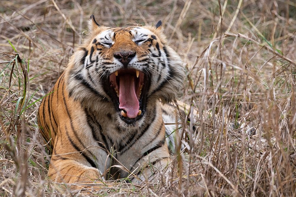 Wall Art Painting id:399146, Name: India-Madhya Pradesh-Bandhavgarh National Park Bengal tiger-endangered species, Artist: Hopkins, Cindy Miller