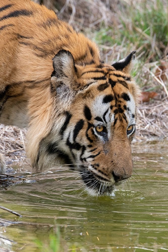 Wall Art Painting id:399147, Name: India-Madhya Pradesh-Bandhavgarh National Park Male Bengal tiger drinking from pond, Artist: Hopkins, Cindy Miller