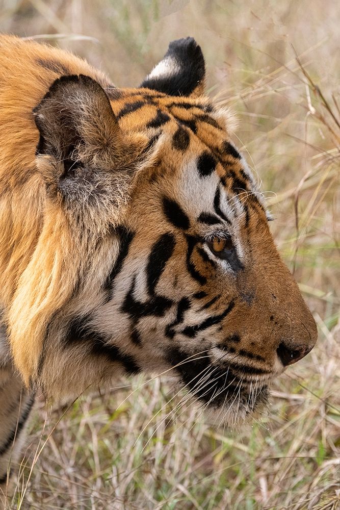 Wall Art Painting id:399148, Name: India-Madhya Pradesh-Bandhavgarh National Park Bengal tiger, Artist: Hopkins, Cindy Miller