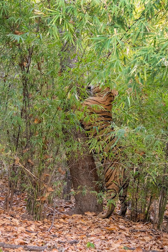 Wall Art Painting id:399149, Name: India-Madhya Pradesh-Bandhavgarh National Park Bengal tiger sent marking tree in bamboo habitat, Artist: Hopkins, Cindy Miller