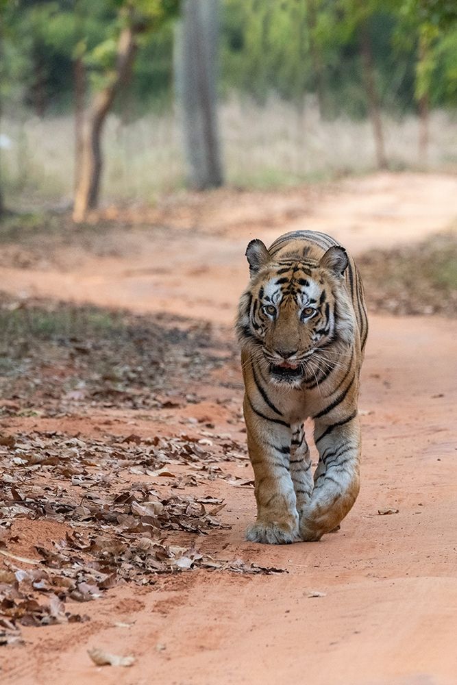 Wall Art Painting id:399150, Name: India-Madhya Pradesh-Bandhavgarh National Park Bengal tiger-endangered species, Artist: Hopkins, Cindy Miller