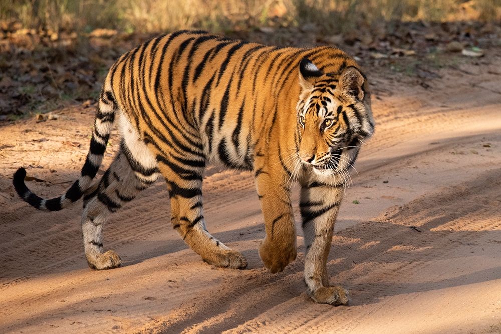 Wall Art Painting id:399151, Name: India-Madhya Pradesh-Bandhavgarh National Park Mature female Bengal tiger-endangered species, Artist: Hopkins, Cindy Miller