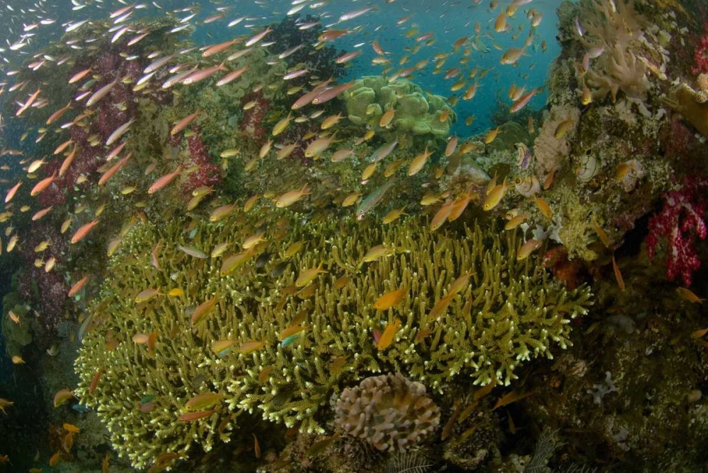 Wall Art Painting id:134332, Name: Indonesia Reef panorama of corals and fish, Artist: Shimlock, Jones