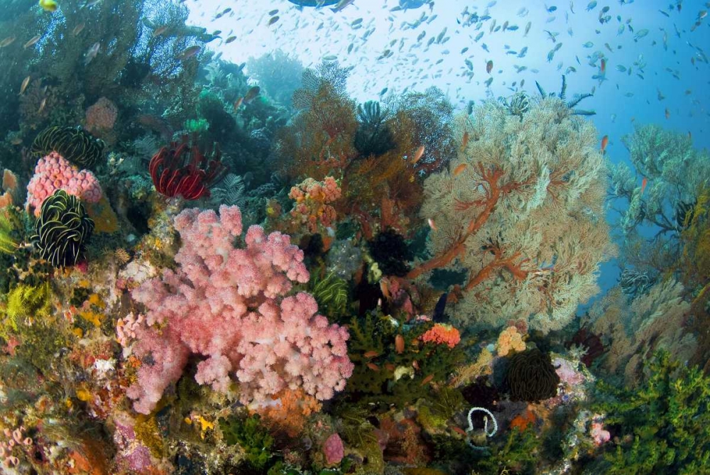 Wall Art Painting id:134346, Name: Indonesia, Komodo NP Colorful coral on reef, Artist: Shimlock, Jones