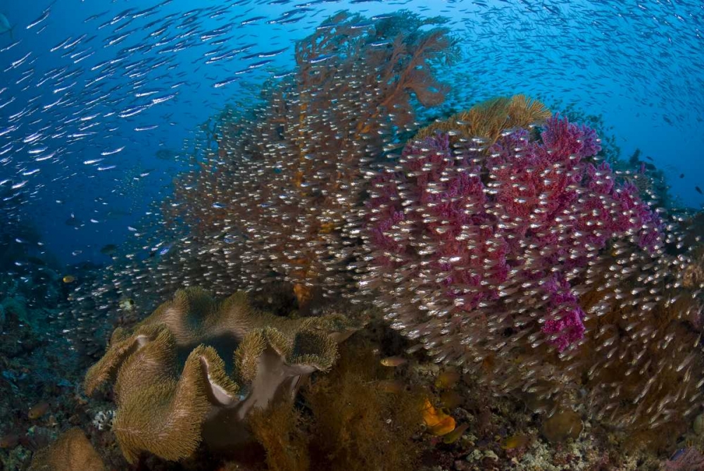 Wall Art Painting id:134371, Name: Indonesia Silvery glassfish swim past coral, Artist: Shimlock, Jones