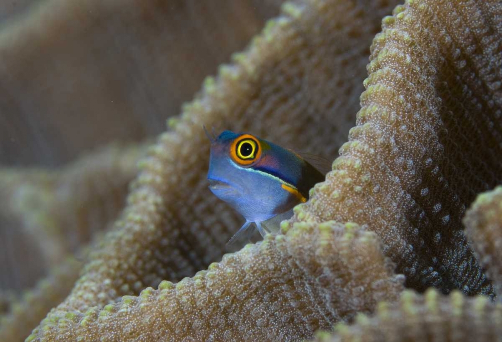 Wall Art Painting id:134232, Name: Blenny fish inside coral reef, Indonesia, Artist: Shimlock, Jones