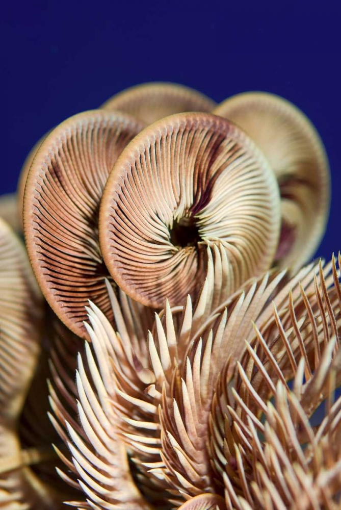 Wall Art Painting id:134301, Name: Feather star crinoid, Raja Ampat, Indonesia, Artist: Shimlock, Jones