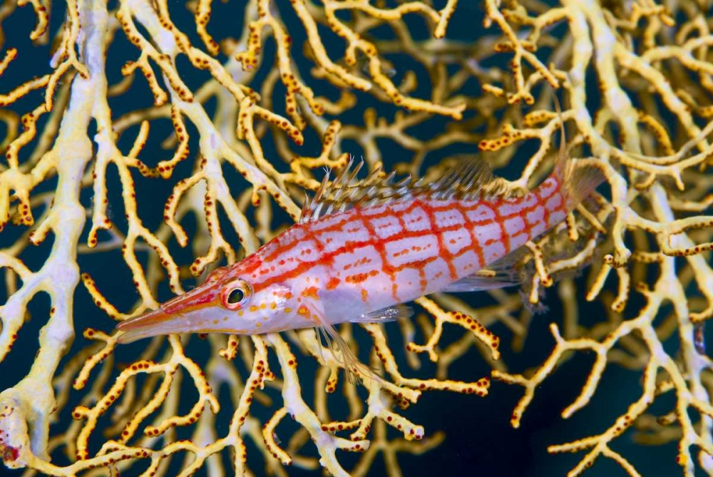 Wall Art Painting id:134350, Name: Indonesia, Raja Ampat Hawkfish amid sea fan, Artist: Shimlock, Jones