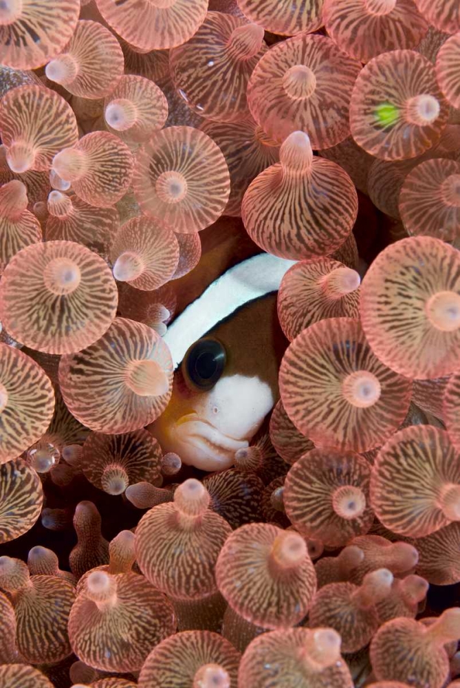 Wall Art Painting id:134380, Name: Indonesia A Clarks anemonefish peeking out, Artist: Shimlock, Jones
