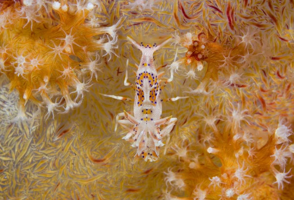Wall Art Painting id:134217, Name: Indonesia Tiger shrimp and soft corals, Artist: Shimlock, Jones