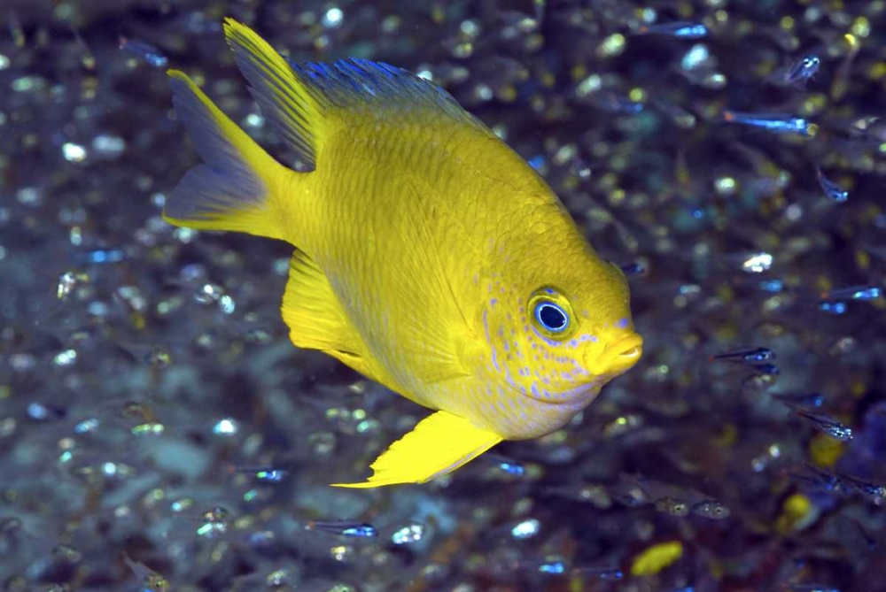 Wall Art Painting id:134239, Name: Yellow damselfish, West Papua, Indonesia, Artist: Shimlock, Jones