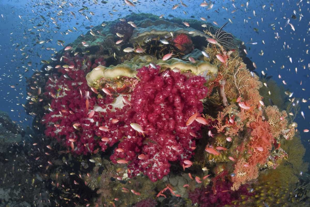 Wall Art Painting id:134358, Name: Indonesia, Papua, Raja Ampat Corals on reef, Artist: Shimlock, Jones