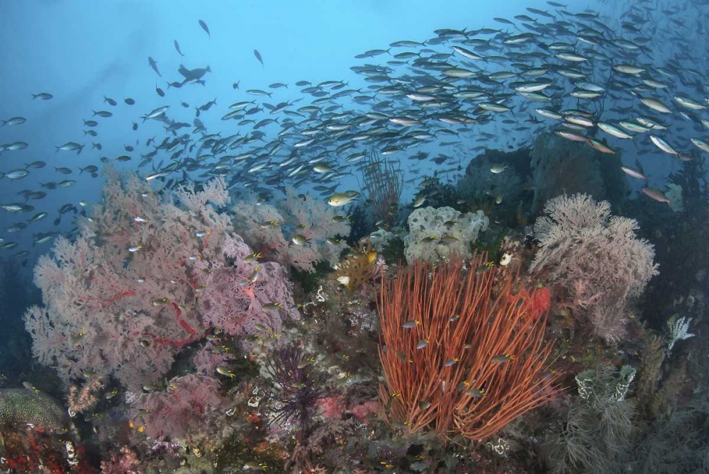 Wall Art Painting id:134315, Name: Indonesia, Papua, SE Misool Fish and coral, Artist: Shimlock, Jones