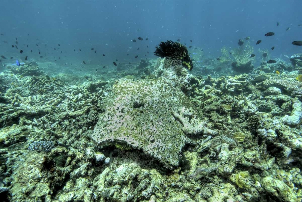 Wall Art Painting id:134276, Name: Indonesia, Papua, Raja Ampat Damaged reef, Artist: Shimlock, Jones