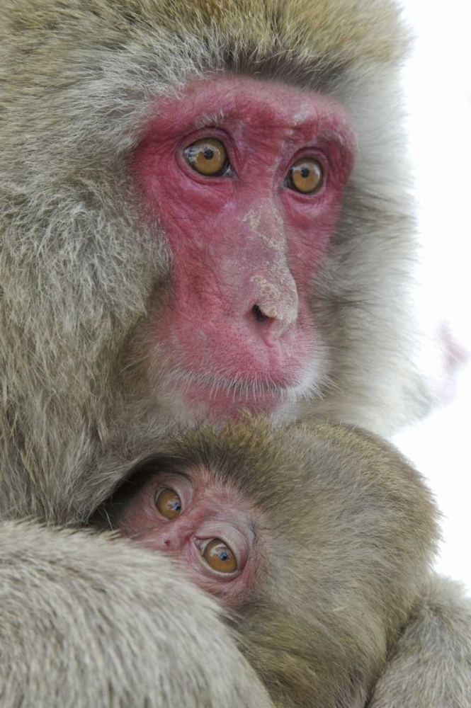 Wall Art Painting id:126932, Name: Japan Snow monkey clinging to its mother, Artist: Anon, Josh