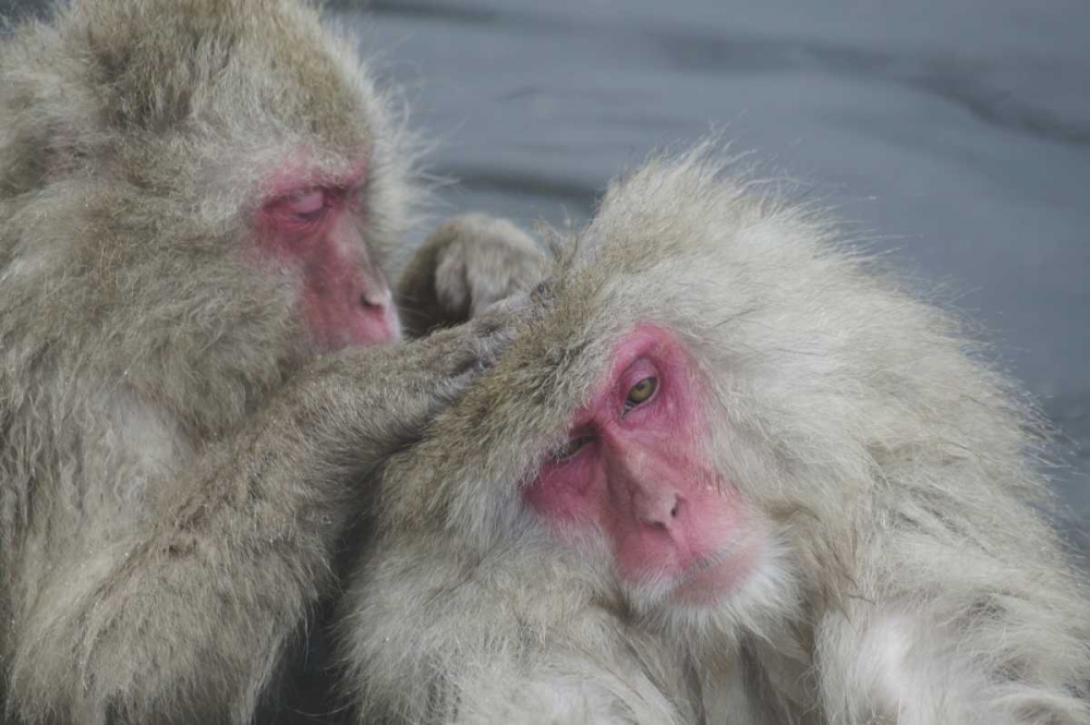 Wall Art Painting id:126970, Name: Japan Snow monkey grooms another in a hot spring, Artist: Anon, Josh