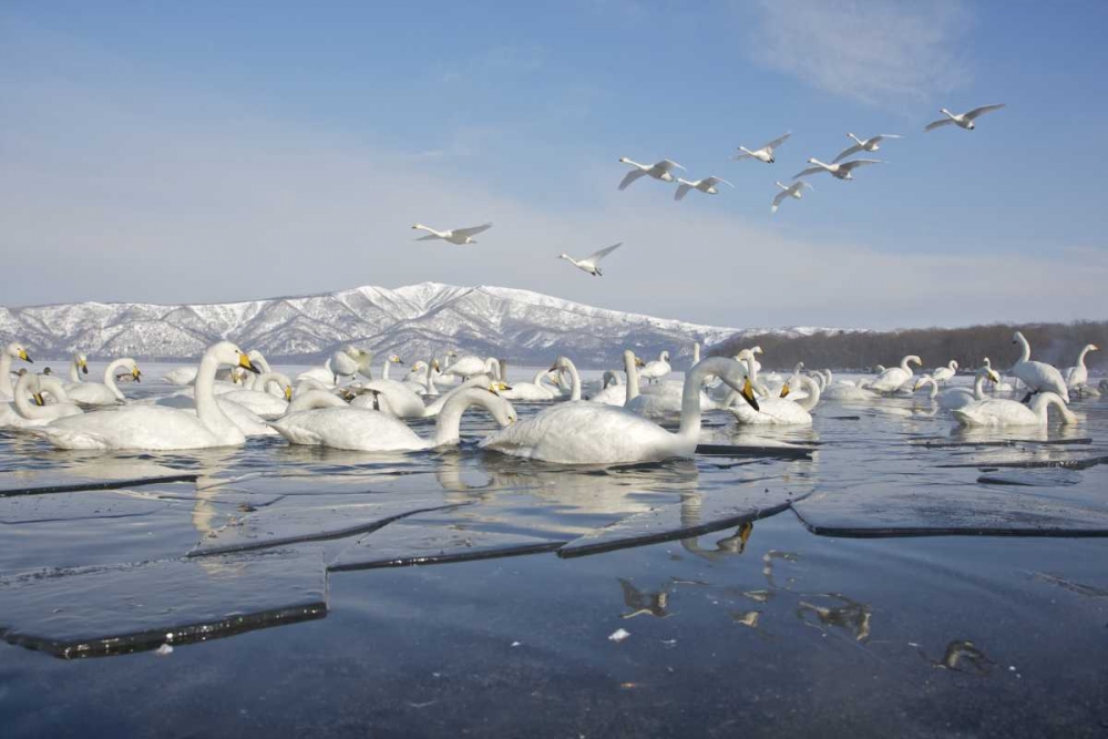 Wall Art Painting id:126945, Name: Japan, Hokkaido, Teshikaga Whooper swans rest, Artist: Anon, Josh