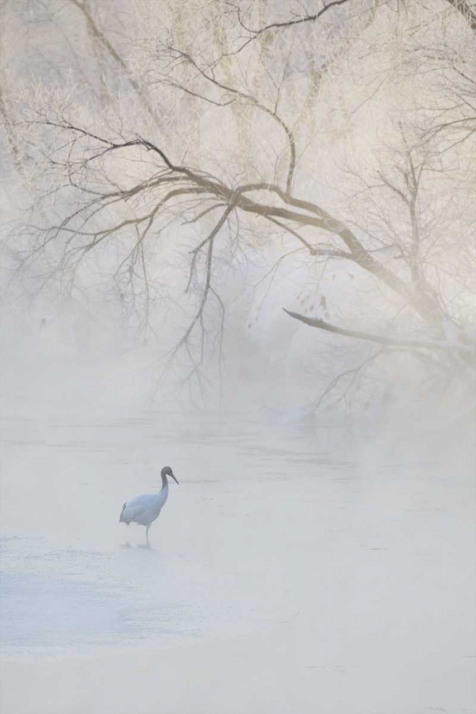 Wall Art Painting id:126959, Name: Japan, Hokkaido A hooded crane in foggy morning, Artist: Anon, Josh